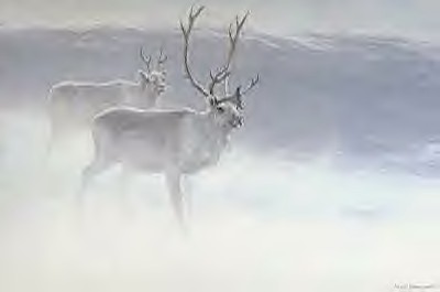 Peary - Caribou in the snowstorm